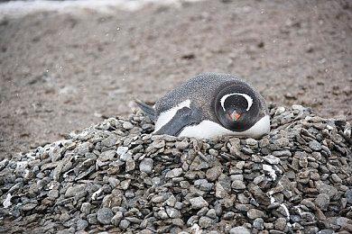 《真女神转生5》恶魔介绍：北欧雷神托尔